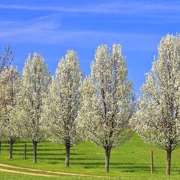 Pyrus calleryana 'Glen's Form' 