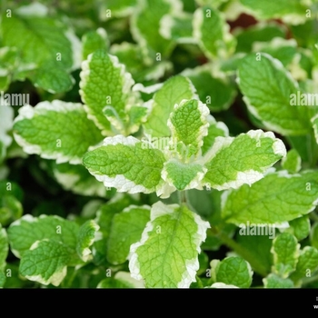 Mentha suaveolens 'Variegata' 