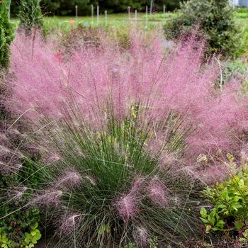 Muhlenbergia reverchonii 'Undaunted®' 