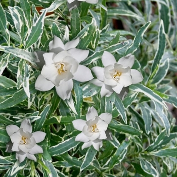Gardenia jasminoides 'Radicans Variegata'
