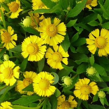 Helenium autumnale