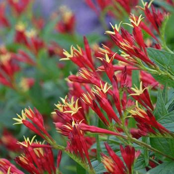 Spigelia marilandica 'Little Redhead' 
