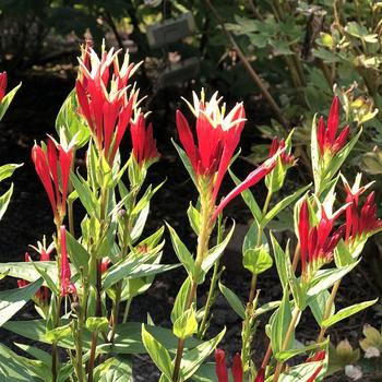 Spigelia marilandica 'Little Redhead' (292833)