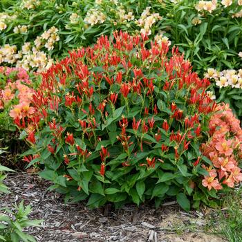 Spigelia marilandica 'Ragin Cajun' (292834)