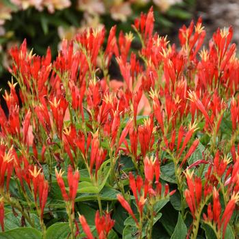 Spigelia marilandica 'Ragin Cajun' (292835)