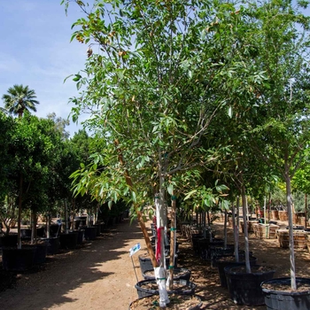 Fraxinus uhdei 'Monus' 