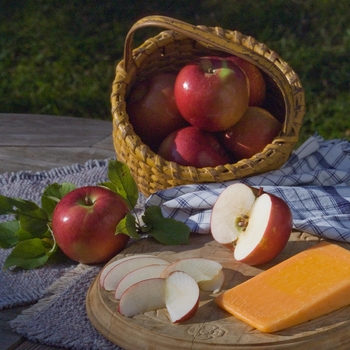 Malus domestica 'Wildung' 