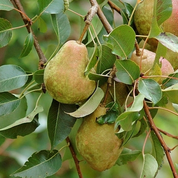 Pyrus communis 'Orient' 