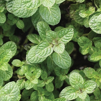 Mentha suaveolens