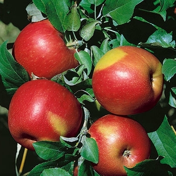 Malus 'Sweet Sixteen' 