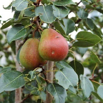 Pyrus ussuriensis 'Golden Spice' 