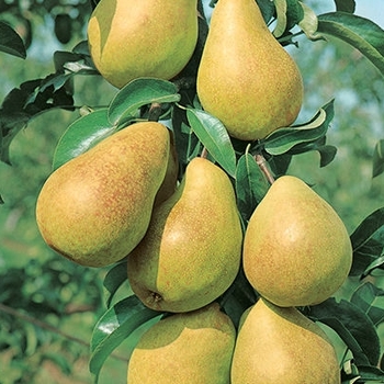 Pyrus communis 'Luscious' 