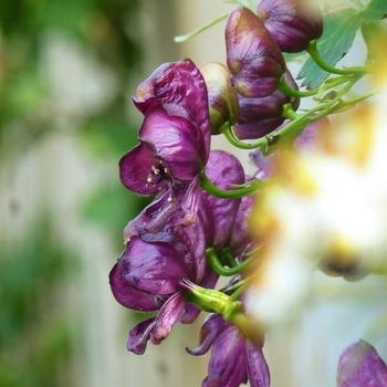Aconitum hemsleyanum 'Red Wine'