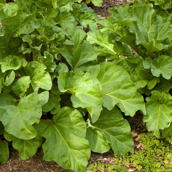 Rheum 'Chipman's Canada Red' 