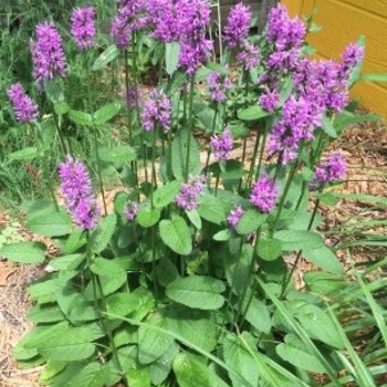 Stachys officinalis