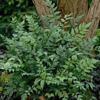 Cyrtomium fortunei