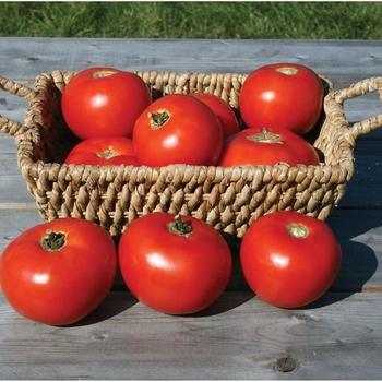 Solanum 'Mountain Fresh'