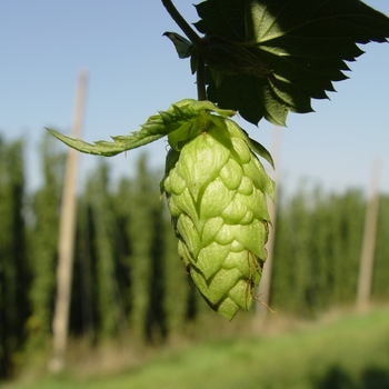 Humulus lupulus 'Mt Hood' 
