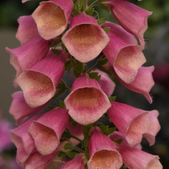 Digitalis Arctic Fox™ '' (293927)
