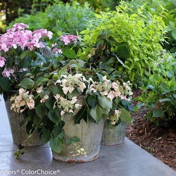 Schizophragma hydrangeoides 'Rose Sensation™' (293929)