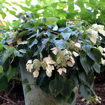 Schizophragma hydrangeoides 'Rose Sensation™' Minsens