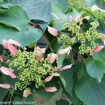 Schizophragma hydrangeoides 'Rose Sensation™' (293931)