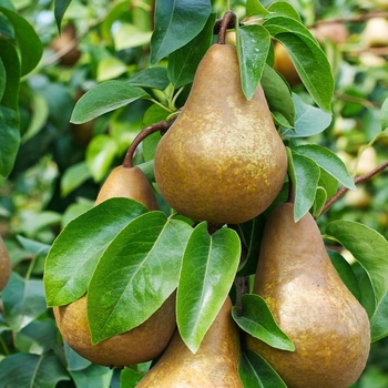 Pyrus communis 'Bosc' 