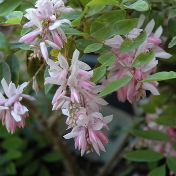 Indigofera amblyantha