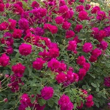 Rosa 