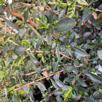 Escallonia rubra