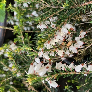 Erica x darleyensis 'Mediterranean White' 