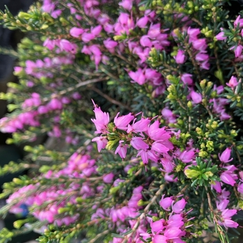 Erica x darleyensis 'Mediterranean Pink' 