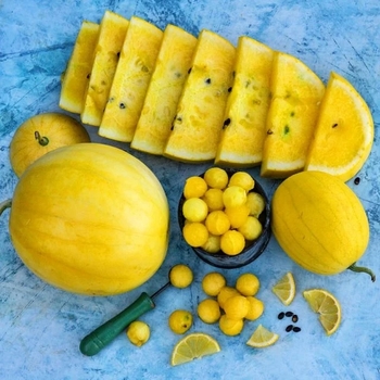 Citrullus lanatus 'Crimson Sweet' 