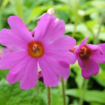 Primula polyneura