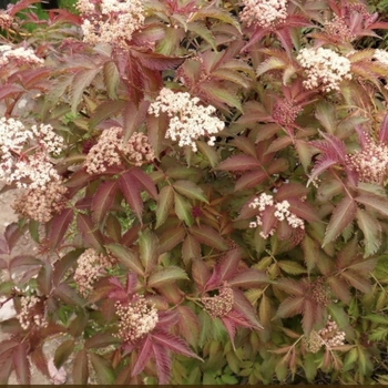 Sambucus x strumpfii 'Jonade'