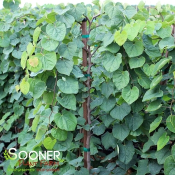 Cercis canadensis 'Green Machine' 