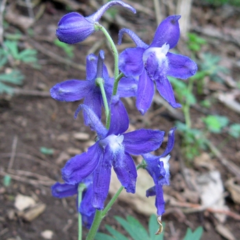 Delphinium tricorne