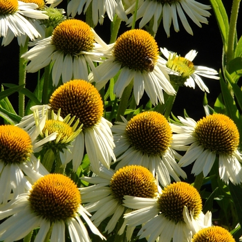 Echinacea 'White Meditation' 