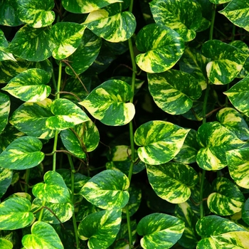 Epipremnum aureum