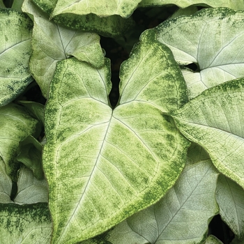 Syngonium podophyllum