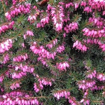 Erica darleyensis 'Kramer's Red' 