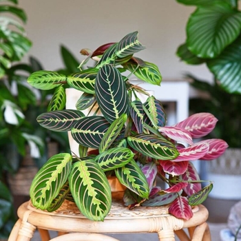 Maranta leuconeura