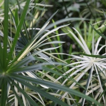 Cyperus albostriatus 'Variegatus' 