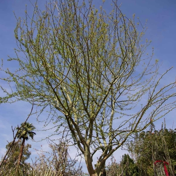 Parkinsonia praecox