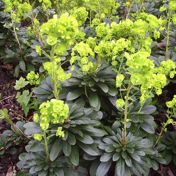 Euphorbia amygdaloides var. robbiae