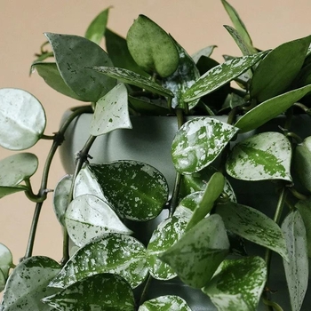 Hoya 'Multiple Varieties' 