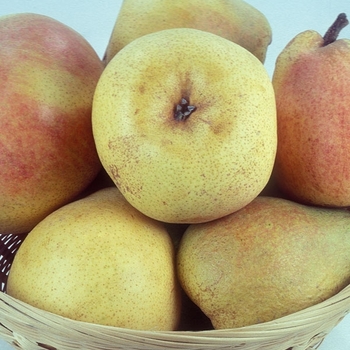 Pyrus communis 'Comice' 