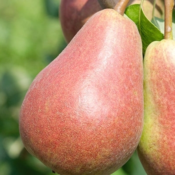 Pyrus communis 'Parker' 