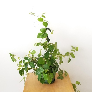 Cissus rhombifolia