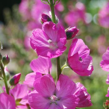 Sidalcea 'Candy Girl' 